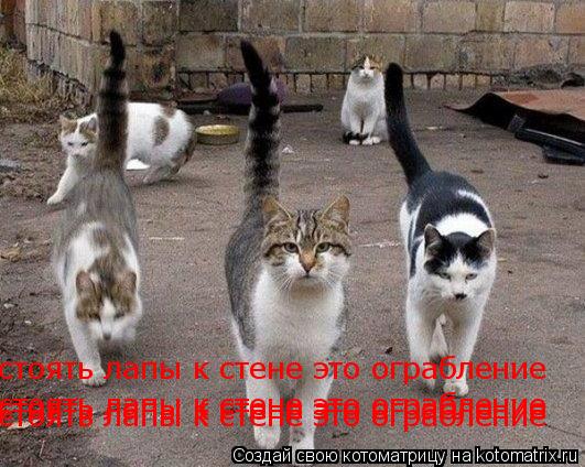 стоять лапы к стене это ограбление стоять лапы к стене это ограбление стоять лапы к стене это ограбле... Котоматрица: стоять лапы к стене это ограбление стоять лапы к стене это ограбление стоять лапы к стене это ограбление стоять лапы к стене это ограбление