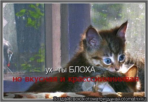 Котоматрица: ух -ты БЛОХА но вкусная и красссиииииивая