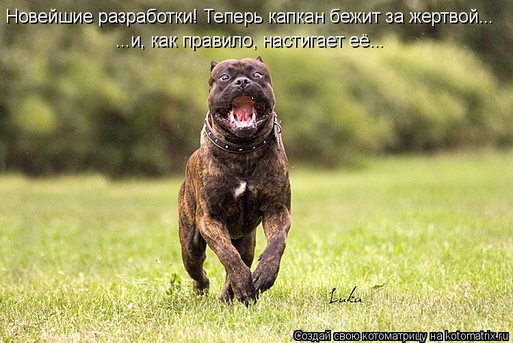 Новейшие разработки! Теперь капкан бежит за жертвой... ...и, как правило, настигает её...... Котоматрица: Новейшие разработки! Теперь капкан бежит за жертвой... ...и, как правило, настигает её...