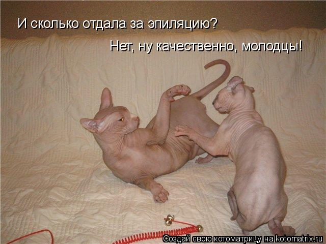 И сколько отдала за эпиляцию? Нет, ну качественно, молодцы!... Котоматрица: И сколько отдала за эпиляцию? Нет, ну качественно, молодцы!