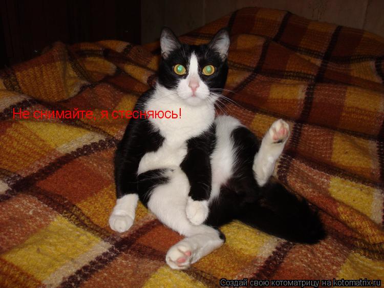Не снимайте, я стесняюсь!... Котоматрица: Не снимайте, я стесняюсь!