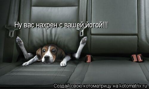Котоматрица: Ну вас нахрен с вашей йогой!!!