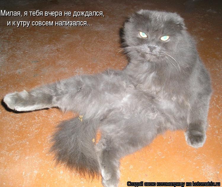 Милая, я тебя вчера не дождался, и к утру совсем нализался...... Котоматрица: Милая, я тебя вчера не дождался, и к утру совсем нализался...