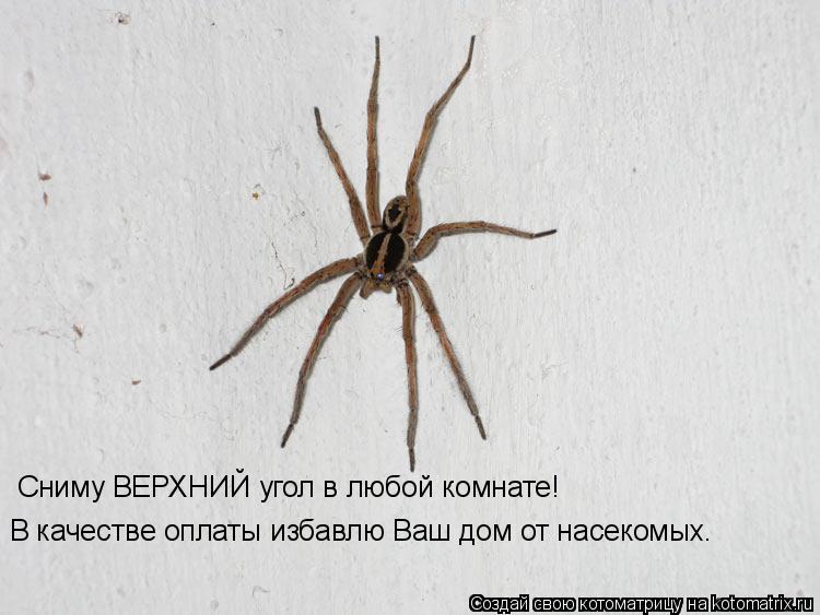 Сниму ВЕРХНИЙ угол в любой комнате! В качестве оплаты избавлю Ваш дом от насекомых.... Котоматрица: Сниму ВЕРХНИЙ угол в любой комнате! В качестве оплаты избавлю Ваш дом от насекомых.