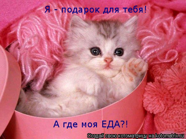 Я - подарок для тебя! А где моя ЕДА?!... Котоматрица: Я - подарок для тебя! А где моя ЕДА?!