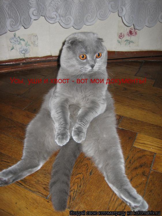 Котоматрица: Усы, уши и хвост - вот мои документы!