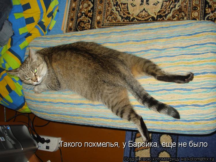 Такого похмелья, у Барсика, еще не было... Котоматрица: Такого похмелья, у Барсика, еще не было