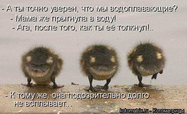 - А ты точно уверен, что мы водоплавающие? - Мама же прыгнула в воду! - Ага, после того, как ты её то... Котоматрица: - А ты точно уверен, что мы водоплавающие? - Мама же прыгнула в воду! - Ага, после того, как ты её толкнул!.. - К тому же, она подозрительно долго н