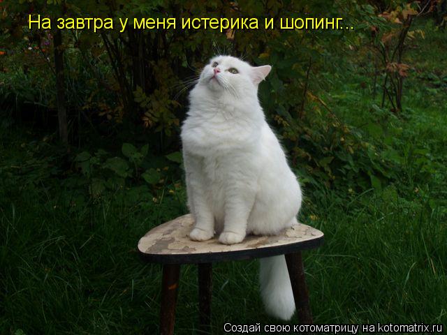 На завтра у меня истерика и шопинг...... Котоматрица: На завтра у меня истерика и шопинг...