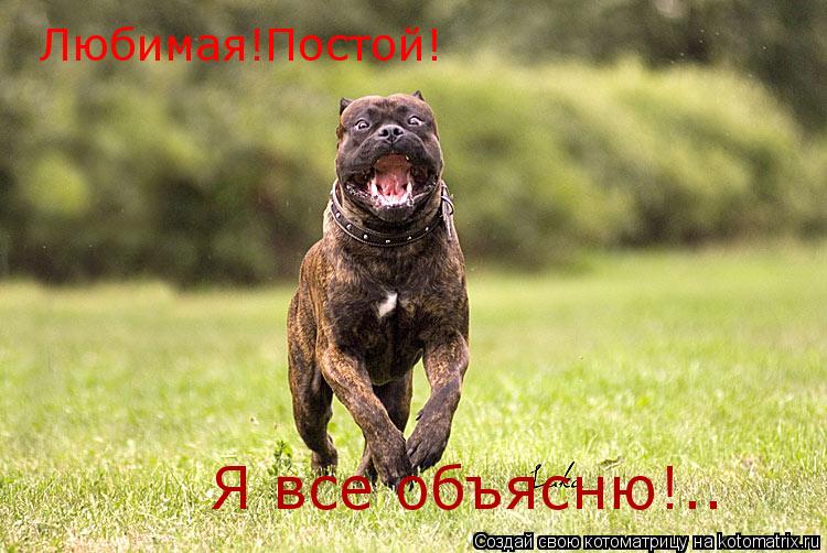 Любимая!Постой! Я все объясню!..... Котоматрица: Любимая!Постой! Я все объясню!..