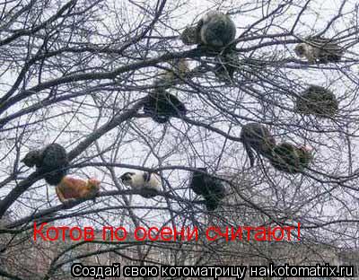 Котоматрица: Котов по осени считают!
