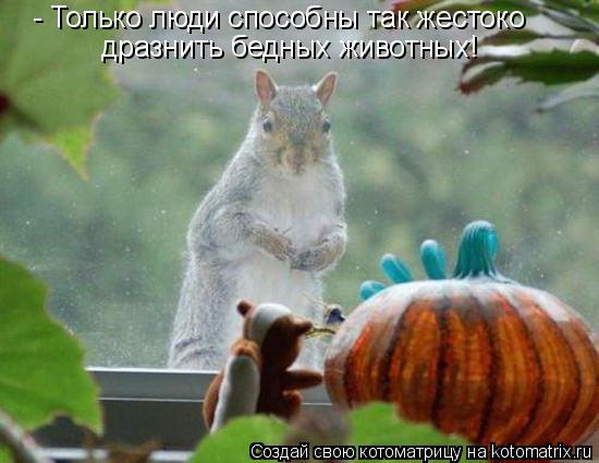 - Только люди способны так жестоко дразнить бедных животных!... Котоматрица: - Только люди способны так жестоко дразнить бедных животных!