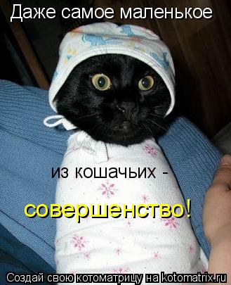 Даже самое маленькое из кошачьих - совершенство!... Котоматрица: Даже самое маленькое из кошачьих - совершенство!