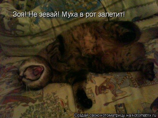Зоя! Не зевай! Муха в рот залетит!... Котоматрица: Зоя! Не зевай! Муха в рот залетит!