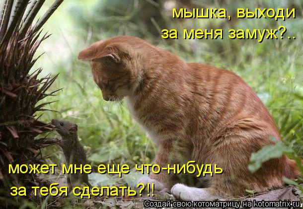 Котоматрица: мышка, выходи  может мне еще что-нибудь  за тебя сделать?!! за меня замуж?..