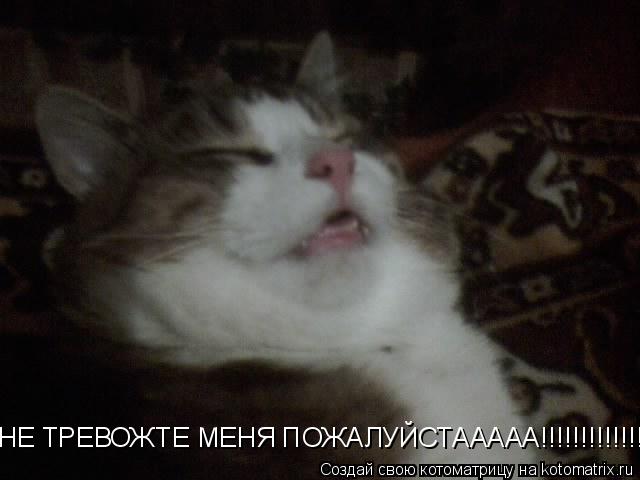 НЕ ТРЕВОЖТЕ МЕНЯ ПОЖАЛУЙСТААААА!!!!!!!!!!!!!!... Котоматрица: НЕ ТРЕВОЖТЕ МЕНЯ ПОЖАЛУЙСТААААА!!!!!!!!!!!!!!