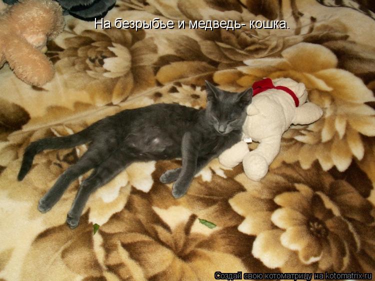 На безрыбье и медведь- кошка.... Котоматрица: На безрыбье и медведь- кошка.