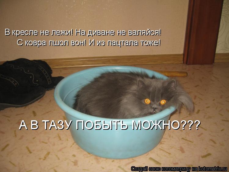 В кресле не лежи! На диване не валяйся! С ковра пшол вон! И из пацтала тоже! А В ТАЗУ ПОБЫТЬ МОЖНО???... Котоматрица: В кресле не лежи! На диване не валяйся! С ковра пшол вон! И из пацтала тоже! А В ТАЗУ ПОБЫТЬ МОЖНО???