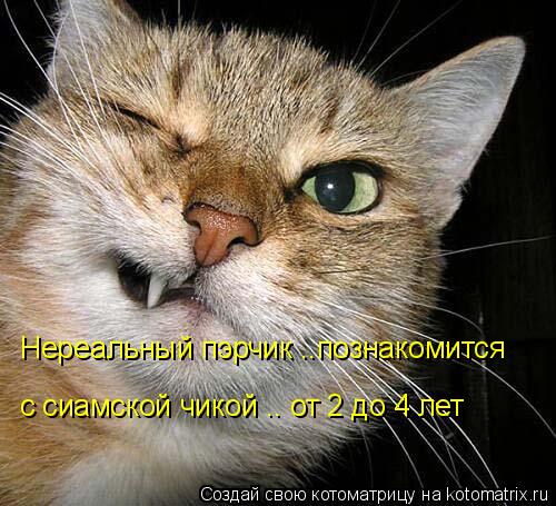 Нереальный пэрчик ..познакомится с сиамской чикой .. от 2 до 4 лет... Котоматрица: Нереальный пэрчик ..познакомится с сиамской чикой .. от 2 до 4 лет