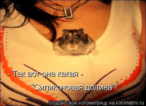 - Так вот она какая - "Силиконовая долина"!... Котоматрица: - Так вот она какая - "Силиконовая долина"!