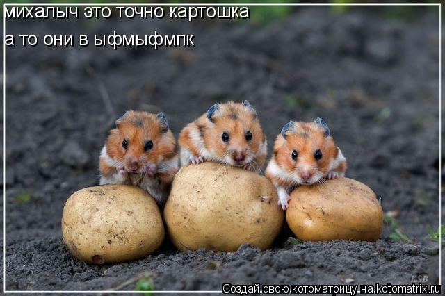 михалыч это точно картошка а то они в ыфмыфмпк... Котоматрица: михалыч это точно картошка а то они в ыфмыфмпк