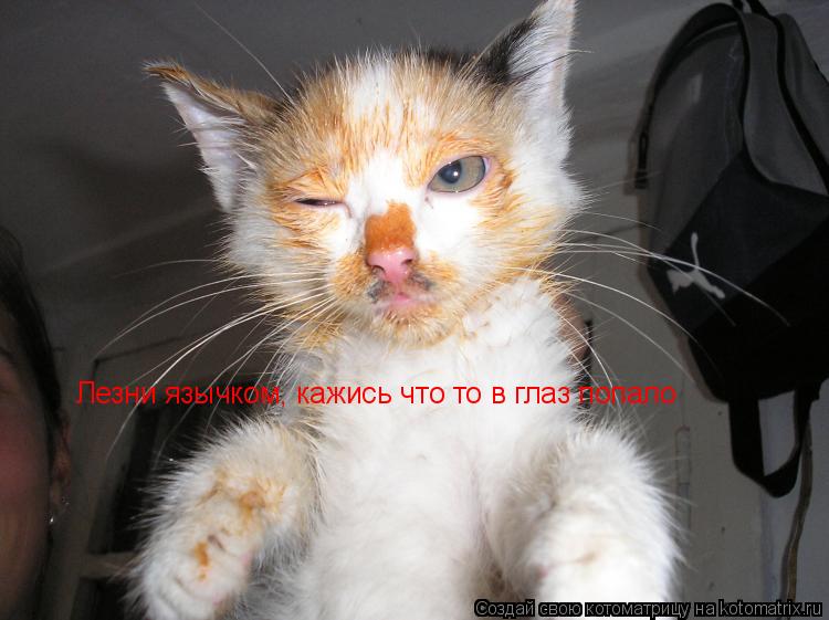 Лезни язычком, кажись что то в глаз попало... Котоматрица: Лезни язычком, кажись что то в глаз попало