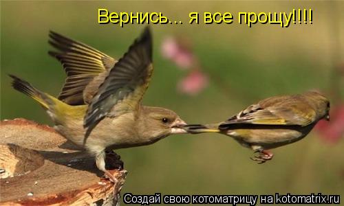 Вернись... я все прощу!!!!... Котоматрица: Вернись... я все прощу!!!!