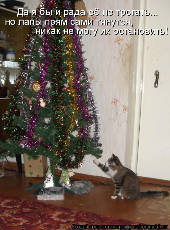 Котоматрица: Да я бы и рада её не трогать...  но лапы прям сами тянутся,  никак не могу их остановить!