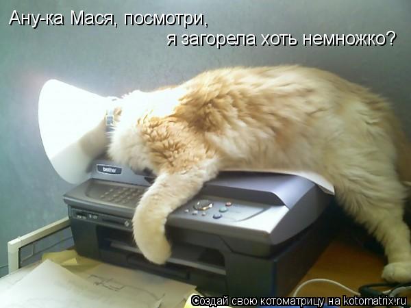 Ану-ка Мася, посмотри, я загорела хоть немножко?... Котоматрица: Ану-ка Мася, посмотри, я загорела хоть немножко?