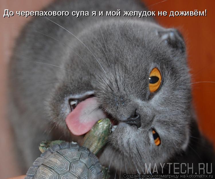 Котоматрица: До черепахового супа я и мой желудок не доживём!