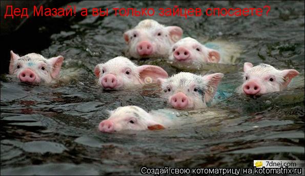 Дед Мазай! а вы только зайцев спосаете?... Котоматрица: Дед Мазай! а вы только зайцев спосаете?