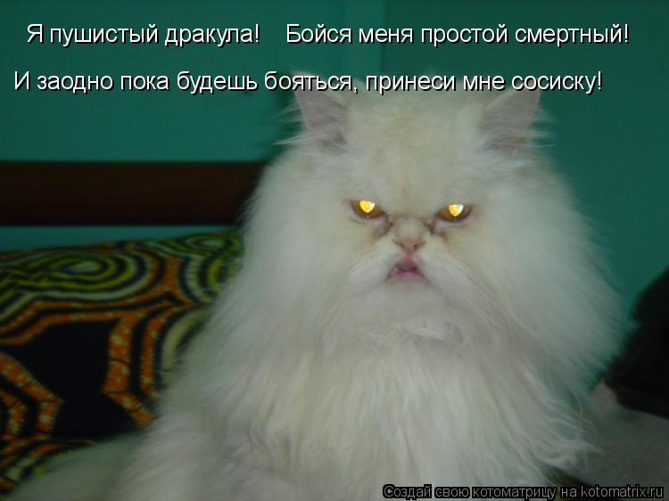 Я пушистый дракула! Бойся меня простой смертный! И заодно пока будешь бояться, принеси мне сосиску!... Котоматрица: Я пушистый дракула! Бойся меня простой смертный! И заодно пока будешь бояться, принеси мне сосиску!