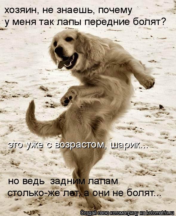 Котоматрица: у меня так лапы передние болят? хозяин, не знаешь, почему столько-же лет, а они не болят... но ведь  задним лапам это уже с возрастом, шарик...