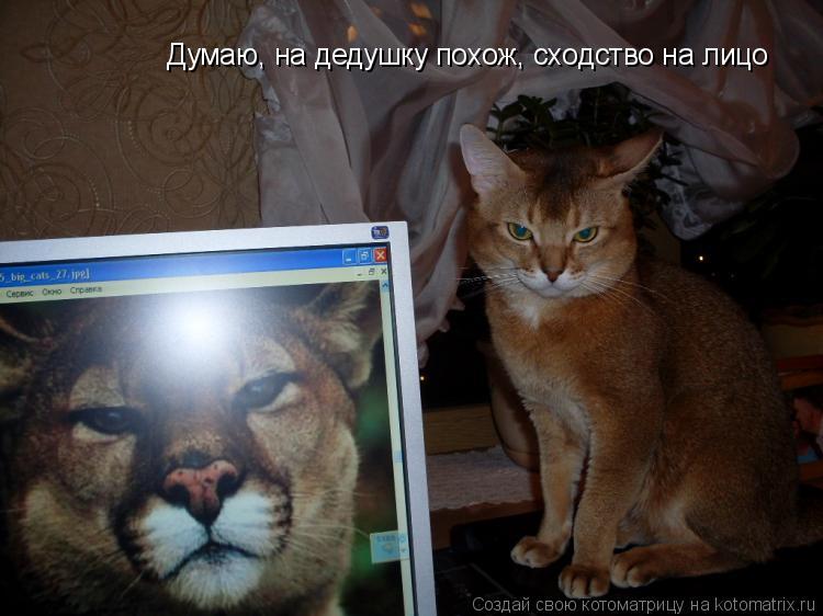 Думаю, на дедушку похож, сходство на лицо... Котоматрица: Думаю, на дедушку похож, сходство на лицо