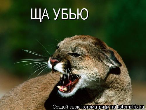 ЩА УБЬЮ... Котоматрица: ЩА УБЬЮ