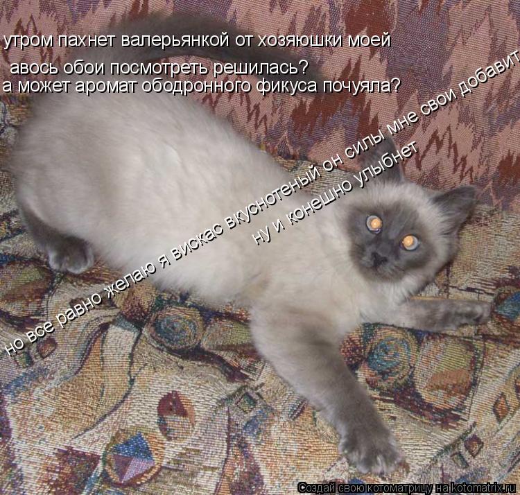 авось обои посмотреть решилась? а может аромат ободронного фикуса почуяла? утром пахнет валерьянкой о... Котоматрица: авось обои посмотреть решилась? а может аромат ободронного фикуса почуяла? утром пахнет валерьянкой от хозяюшки моей но все равно желаю я в