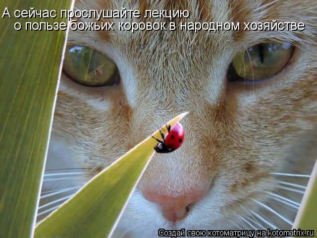 Котоматрица: А сейчас прослушайте лекцию о пользе божьих коровок в народном хозяйстве