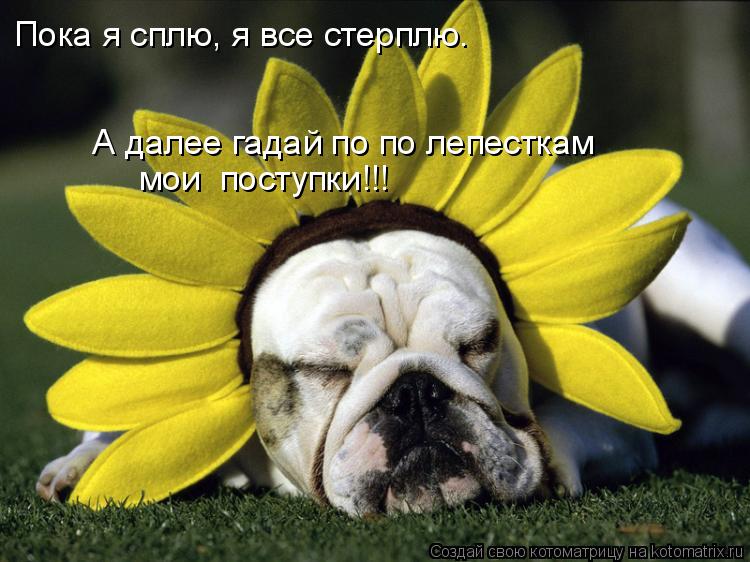 А далее гадай по по лепесткам мои поступки!!! Пока я сплю, я все стерплю.... Котоматрица: А далее гадай по по лепесткам мои поступки!!! Пока я сплю, я все стерплю.