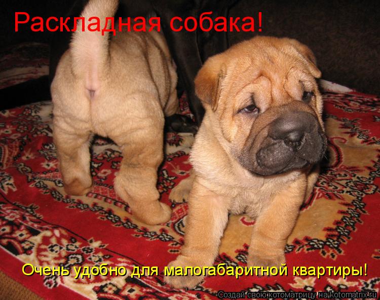 Раскладная собака! Очень удобно для малогабаритной квартиры!... Котоматрица: Раскладная собака! Очень удобно для малогабаритной квартиры!