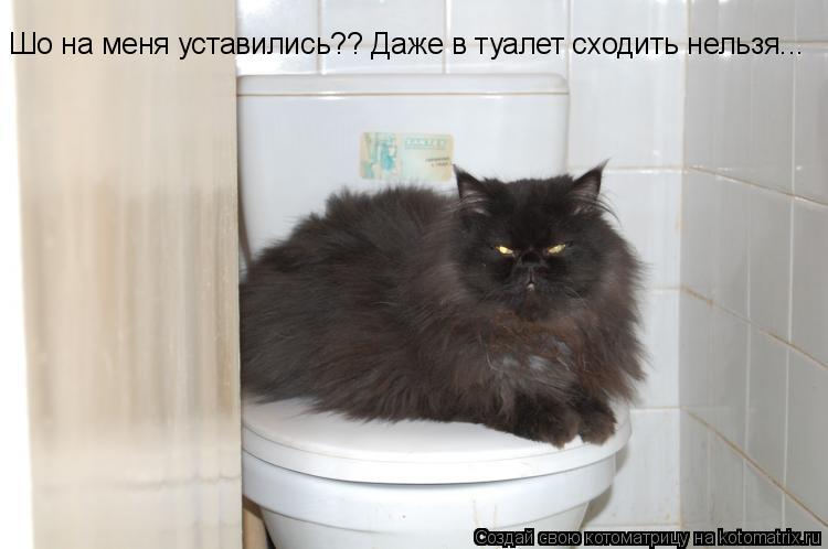 Шо на меня уставились?? Даже в туалет сходить нельзя...... Котоматрица: Шо на меня уставились?? Даже в туалет сходить нельзя...