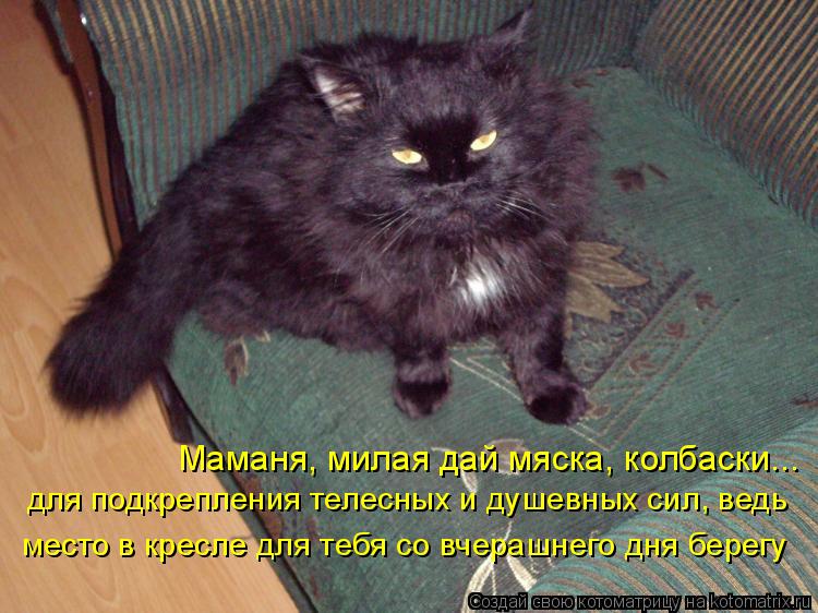 Котоматрица: Маманя, милая дай мяска, колбаски... место в кресле для тебя со вчерашнего дня берегу для подкрепления телесных и душевных сил, ведь