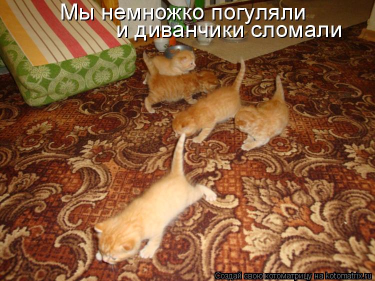 Мы немножко погуляли и диванчики сломали... Котоматрица: Мы немножко погуляли и диванчики сломали