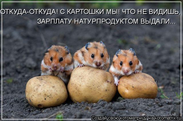 ОТКУДА-ОТКУДА! С КАРТОШКИ МЫ! ЧТО НЕ ВИДИШЬ, ЗАРПЛАТУ ЗАРПЛАТУ НАТУРПРОДУКТОМ ВЫДАЛИ...... Котоматрица: ОТКУДА-ОТКУДА! С КАРТОШКИ МЫ! ЧТО НЕ ВИДИШЬ, ЗАРПЛАТУ ЗАРПЛАТУ НАТУРПРОДУКТОМ ВЫДАЛИ...