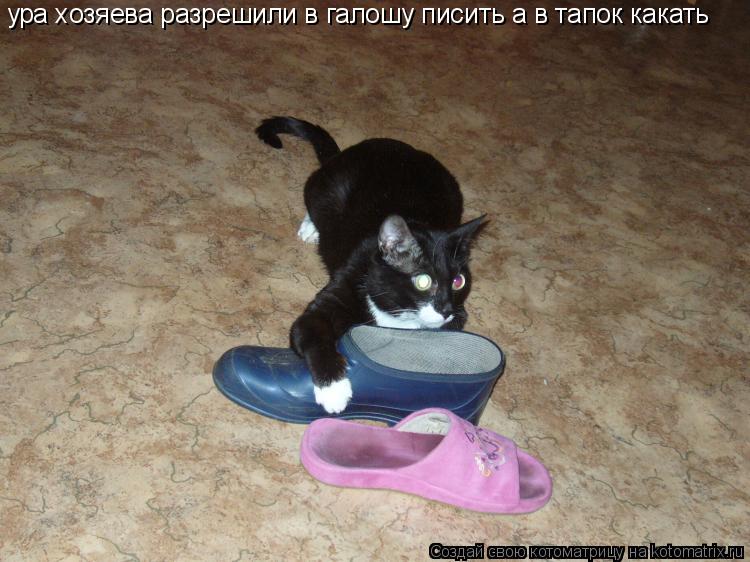 ура хозяева разрешили в галошу писить а в тапок какать... Котоматрица: ура хозяева разрешили в галошу писить а в тапок какать