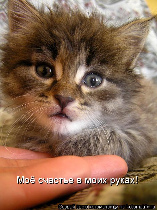 Моё счастье в моих руках!... Котоматрица: Моё счастье в моих руках!