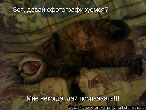 Зоя, давай сфотографируемся? Мне некогда, дай поспаааать!!!... Котоматрица: Зоя, давай сфотографируемся? Мне некогда, дай поспаааать!!!