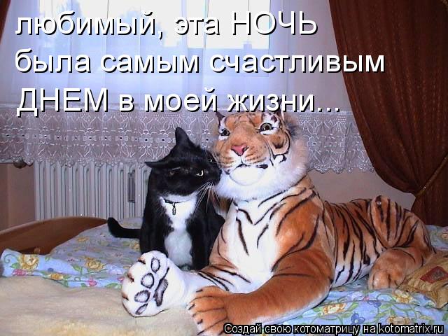 Котоматрица: любимый, эта НОЧЬ была самым счастливым ДНЕМ в моей жизни...