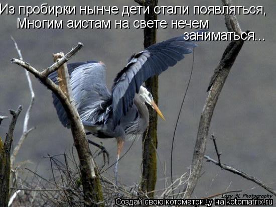 Из пробирки нынче дети стали появляться, Многим аистам на свете нечем заниматься...... Котоматрица: Из пробирки нынче дети стали появляться, Многим аистам на свете нечем заниматься...