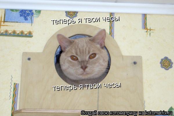 Котоматрица: теперь я твои чесы теперь я твои чесы
