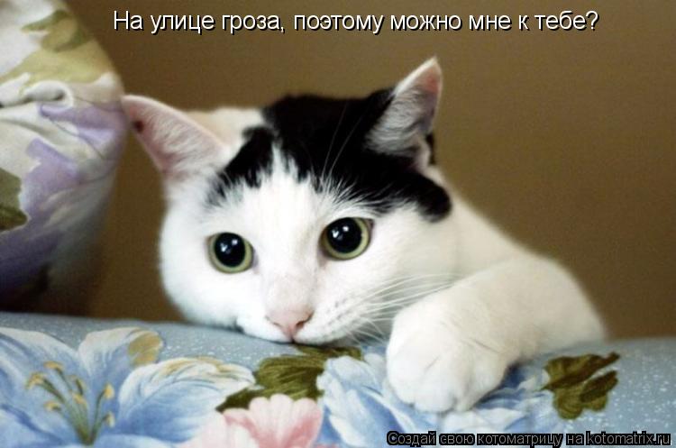 На улице гроза, поэтому можно мне к тебе?... Котоматрица: На улице гроза, поэтому можно мне к тебе?